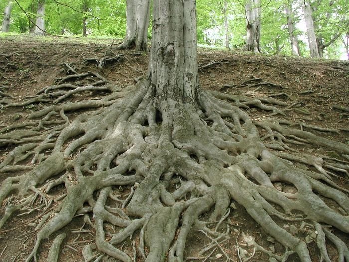 A maple tree with an extensive root system, illustrating how maple trees help with soil stabilization and erosion control.