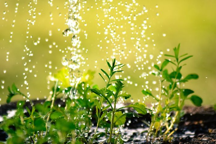 Water droplets falling onto young green plants, illustrating soil symptoms of overwatering, such as consistently moist soil, waterlogging, and potential mold growth on the soil surface.
