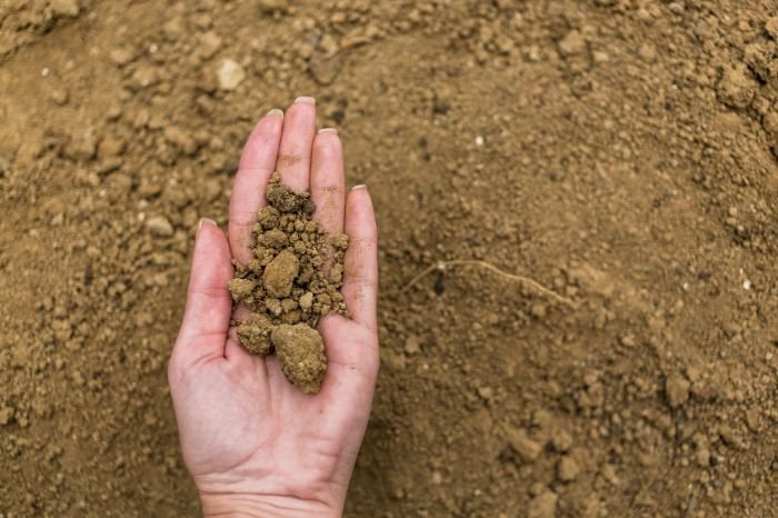 A hand holding a sample of soil, illustrating the importance of soil testing and analysis to ensure optimal conditions for growing chrysanthemums.