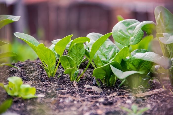 Young spinach plants sprouting in fertile garden soil, showcasing the early stages of growth in the lifecycle of spinach from germination to harvest.