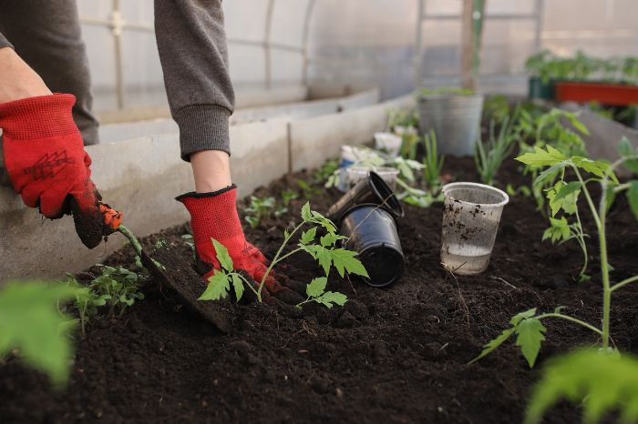 A person wearing red gloves planting young vegetable plants in rich soil, illustrating the steps involved in spring planting for vegetables and flowers that thrive.