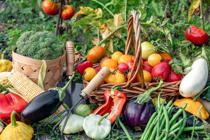 Basket filled with a variety of fresh vegetables, including tomatoes, peppers, broccoli, eggplant, corn, and green beans, showcasing the bounty from a garden practicing successive planting for a continuous harvest throughout the summer.