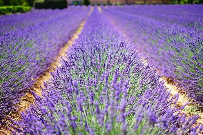 A field of vibrant lavender plants in full bloom, illustrating the beauty and vibrancy of a well-maintained summer garden, even in hot conditions.