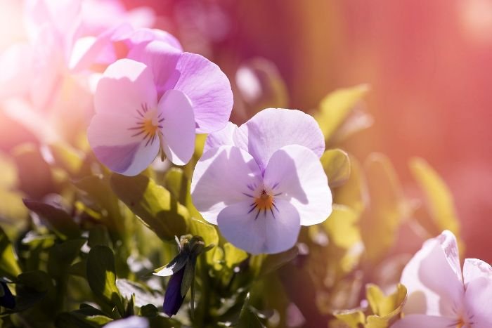 Close-up of vibrant pansies bathed in sunlight, symbolizing the different sunlight requirements for plants such as full sun, partial sun, and shade in gardening.
