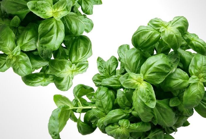 Close-up of fresh Sweet Basil leaves, highlighting its bright green color and flavor profile, which combines sweetness with hints of pepper, clove, and mint.