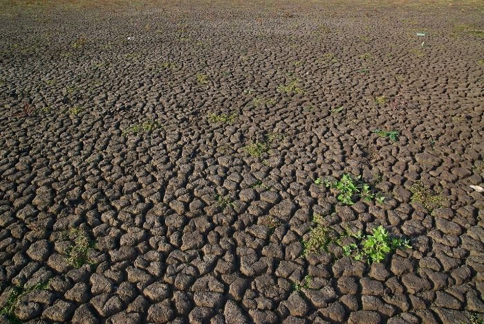 Cracked, dry soil with sparse, struggling plants, illustrating the symptoms of improper soil moisture, such as inadequate water leading to drooping, yellow leaves, and poor plant health.