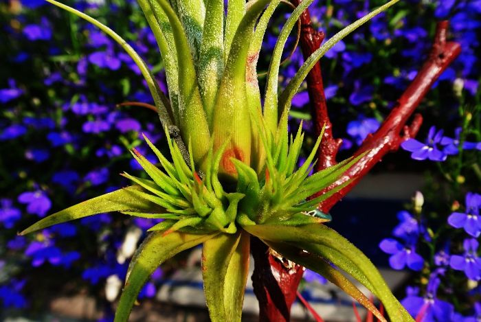 Close-up of a Tillandsia, or air plant, growing without soil, illustrating its unique characteristics and ease of care for indoor collections.