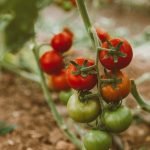 Tomato plant growth stages