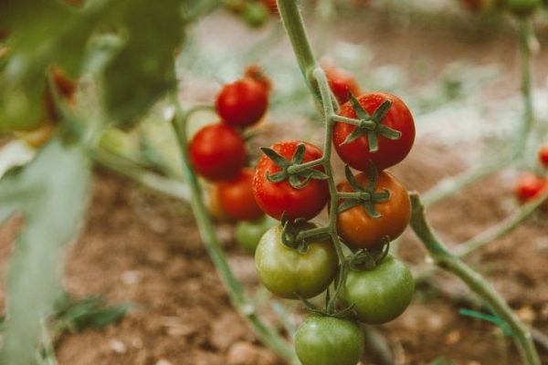 Cluster of tomato fruits at different ripening stages on the vine, illustrating the progression from green to red in tomato plant growth.