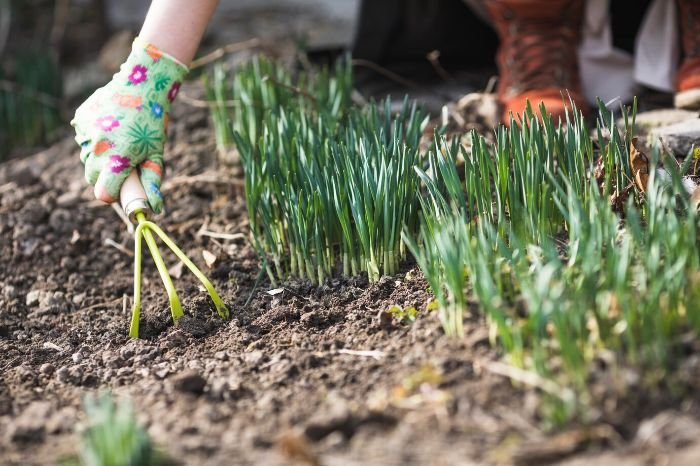 A gardener's hand carefully transplanting onion seedlings in a garden bed, illustrating the methodical process of planting and spacing young onions to ensure healthy growth and development.