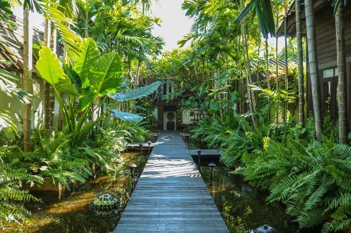 Lush tropical garden pathway flanked by large leafy plants and a water feature, illustrating ideal plant choices for wet and humid climates such as orchids, philodendrons, calatheas, and ginger plants.