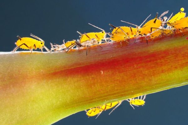 Close-up of yellow aphids on a plant stem, illustrating the topic of Integrated Pest Management (IPM) for gardeners.