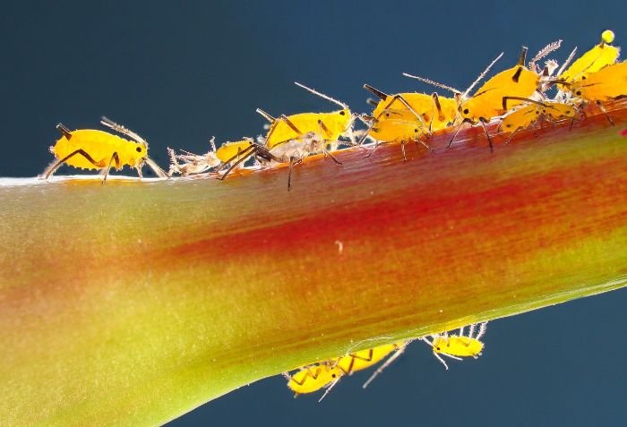 Close-up of yellow aphids on a plant stem, illustrating the topic of Integrated Pest Management (IPM) for gardeners.