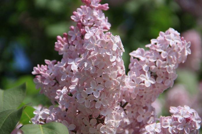 Close-up of a lilac flower cluster with pale pink blooms, illustrating the variety and beauty of different lilac types for a garden.