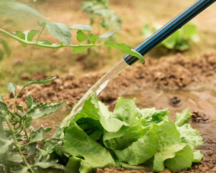 A garden hose watering leafy green plants in a garden bed, illustrating the importance of understanding and meeting the specific water needs of different plants to maintain their health and vitality.
