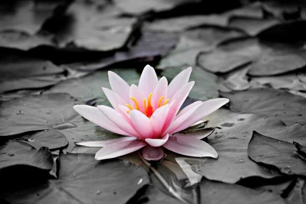 A beautiful pink water lily in bloom on a pond, symbolizing the importance of understanding plant water needs from seedlings to mature plants.