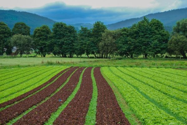 A scenic view of a farm field with different crops planted in rows, illustrating various soil types and their importance for gardening.