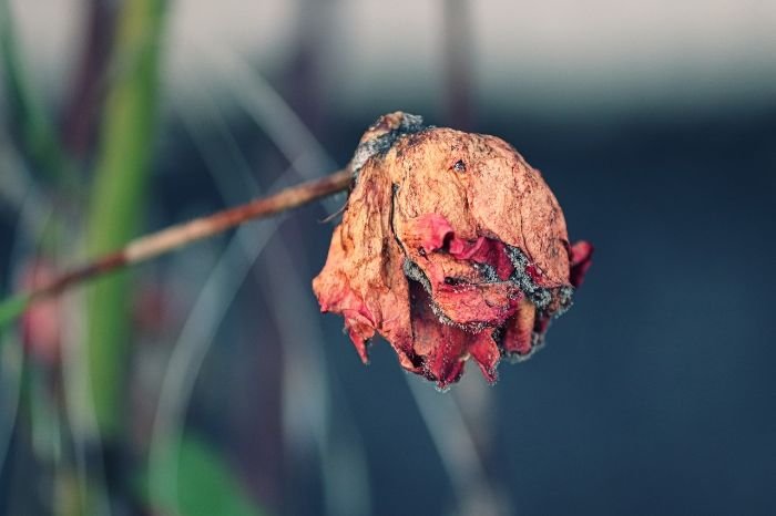 A wilted rose depicting the negative impact of underwatering, showcasing a dried and shriveled bloom against a blurred background, emphasizing the importance of proper watering for plant health.