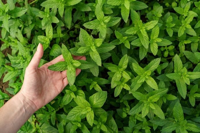 A hand examining a lush mint plant, illustrating the unique growth habits of mint varieties and methods to manage their spread in the garden.