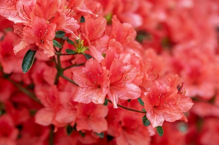 Close-up view of lush, coral pink azalea flowers with water droplets, emphasizing the need for well-draining soil and adequate space for healthy growth in a garden setting.