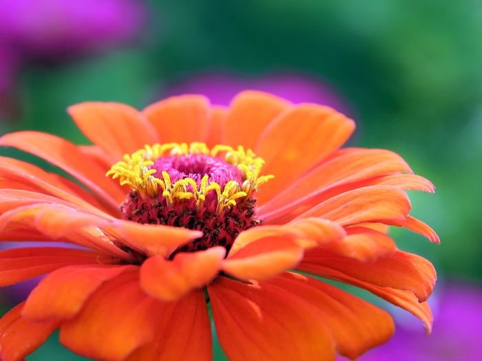 Close-up of a vibrant orange zinnia flower with detailed yellow stamen, showcasing its natural heat tolerance and vivid coloration ideal for sunny garden environments.