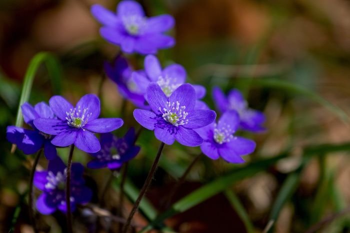 Close-up of vibrant purple violet flowers, highlighting their beauty and role in attracting butterflies and bees, as well as their beneficial impact on soil health.