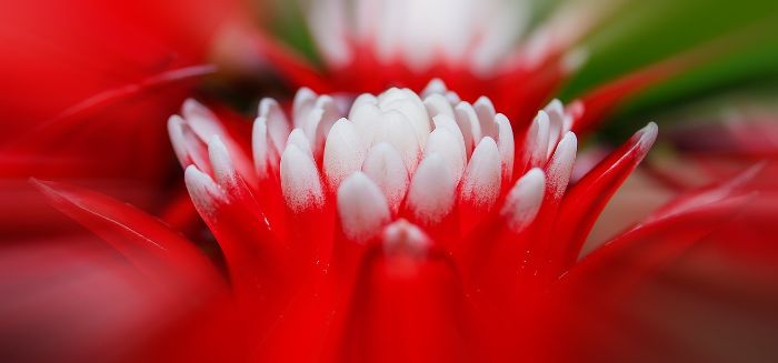 Close-up of a Vriesea bromeliad with bright red and white flowers, showcasing its unique sword-like shapes and vibrant colors that add beauty to any home.