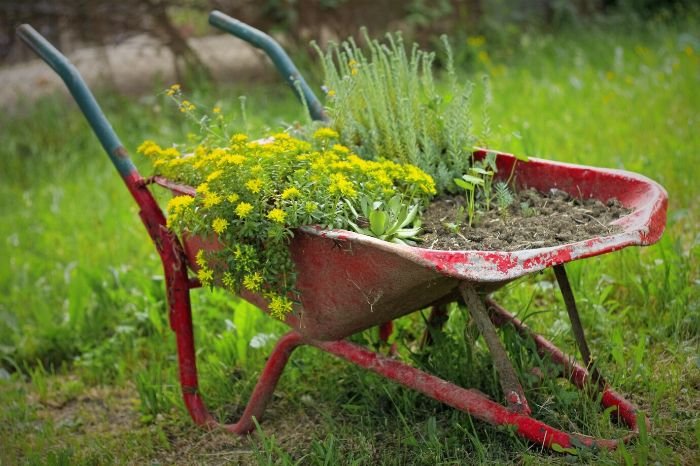 An old wheelbarrow repurposed as a planter filled with various plants, illustrating waste reduction and recycling in green gardening for sustainability.