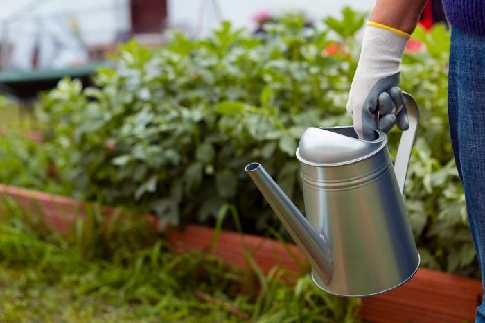 Gardener holding a watering can, preparing to water plants in a sunlit garden bed to manage moisture and keep plants healthy.