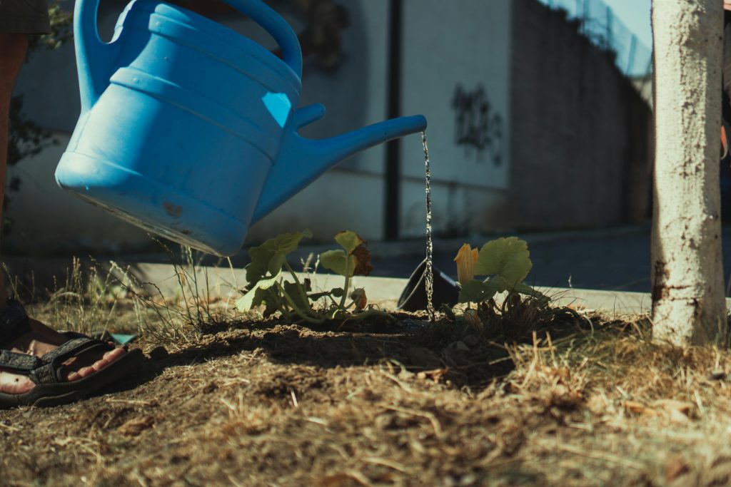 A person watering young plants with a blue watering can in bright sunlight, emphasizing the importance of proper watering techniques to protect plants during intense summer heat.