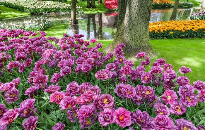 Lush garden with a variety of vibrant flowering plants, demonstrating the importance of creating a specific watering schedule for different types of flowering plants.