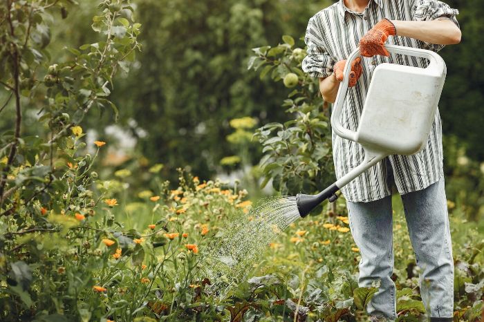 Gardener watering a variety of plants with a watering can, illustrating the importance of creating a watering schedule for different plant types.