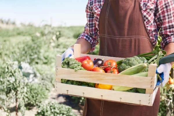 A person in a brown apron holding a wooden crate filled with fresh, colorful vegetables, representing the principles and practices of growing organic vegetables.