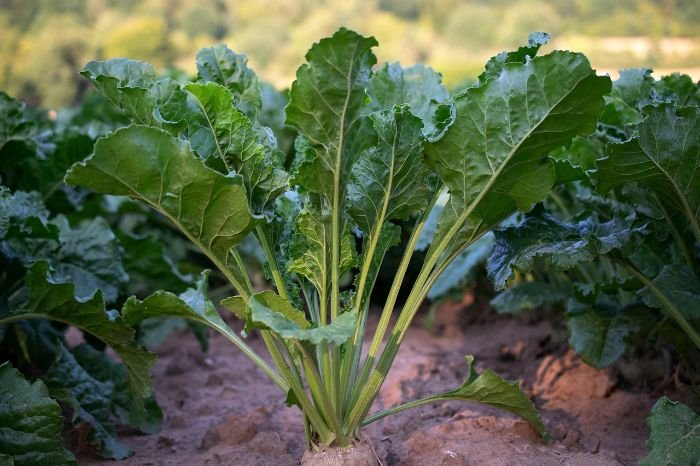 Young beet plants growing in fertile soil with broad green leaves and visible roots, illustrating the critical early growth stage with a focus on proper care and nutrition in a vegetable garden.