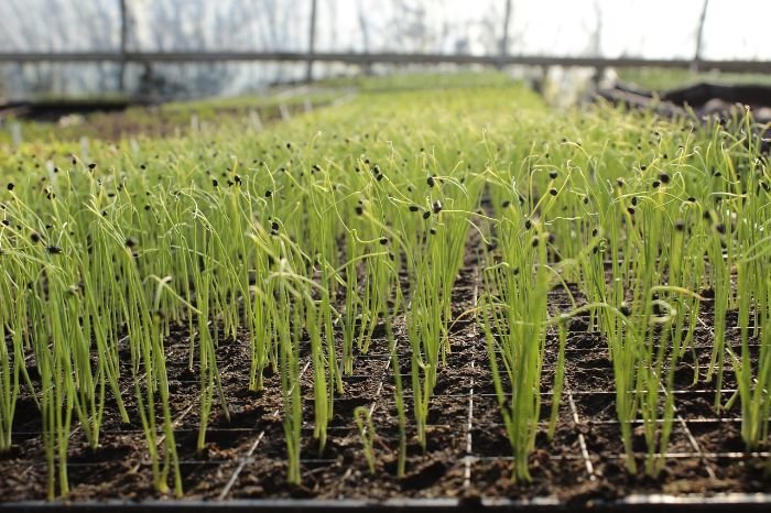 Young garlic sprouts thriving in a greenhouse, symbolizing growth and potential in scientific research on natural immune boosters.