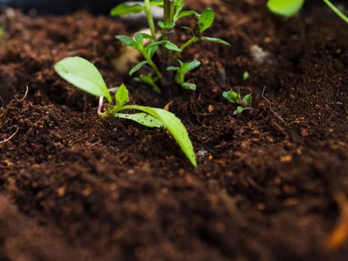 Close-up of young plants emerging in well-prepared soil, highlighting the benefits of proper soil conditioning for robust root development and healthy growth in berry gardening.