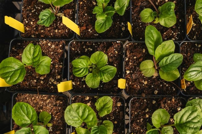 A top view of young spinach plants growing in individual pots, highlighting the importance of proper light exposure and watering practices for optimal seedling growth.