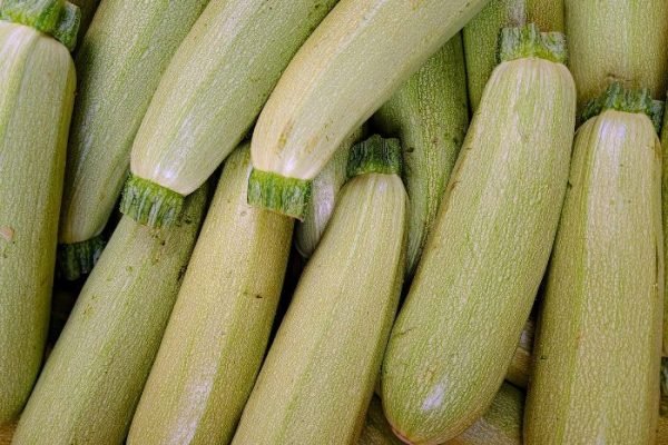 A close-up image of fresh zucchini harvested and piled together, perfectly representing the various stages of growth in a zucchini cultivation guide.