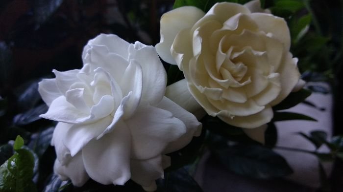 Close-up of two blooming gardenia flowers, one white and one cream, with dark green leaves, illustrating the allure and history of gardenias.