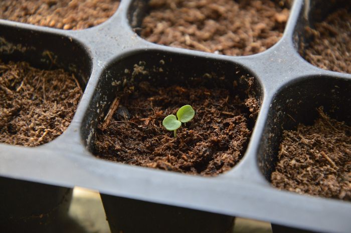 A small seedling emerging in a pot of soil, demonstrating the importance of adding organic matter and fertilizers to enrich the soil and support plant growth.