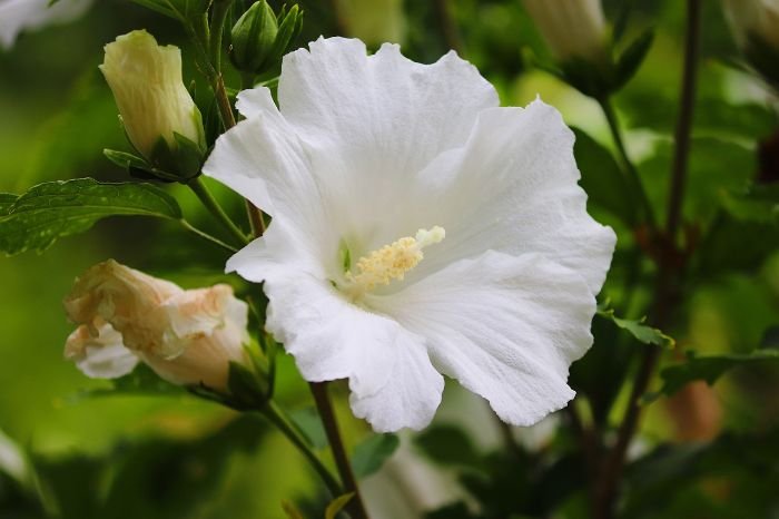 Close-up of a white hibiscus flower, showcasing it as a non-toxic alternative to oleander with its large, colorful blooms suitable for both tropical and cooler areas.