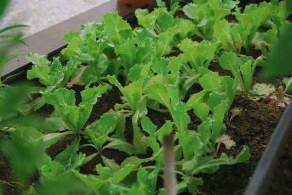 Arugula plants in various stages of growth in a garden bed, illustrating the process from seed to mature salad greens.