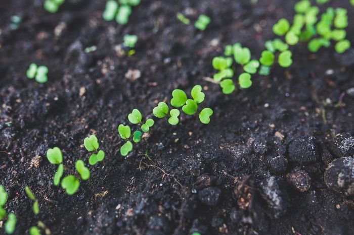 Tiny arugula seedlings emerging from dark, moist soil, demonstrating the optimal conditions for seed germination in a garden bed.