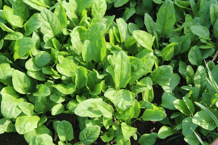 Arugula plants growing closely together, showing the need for spacing and thinning to ensure healthy growth and prevent disease.