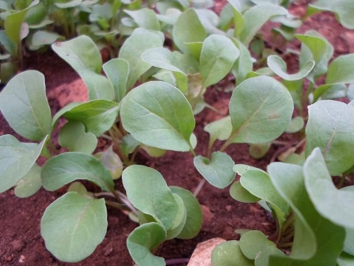 Arugula plants in the vegetative growth stage, showing the development of true leaves, which are larger and distinct compared to the initial smaller leaves.