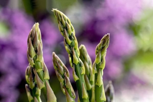 Close-up of asparagus spears in the early growth stage, illustrating the progression from crowns to ferns.