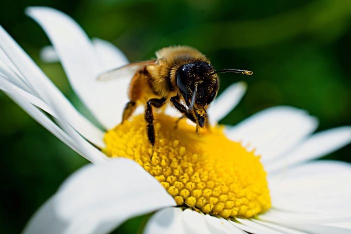 A close-up of a bee collecting pollen from a white daisy, highlighting the importance of selecting bee-friendly plants to create a pollinator paradise in your garden.