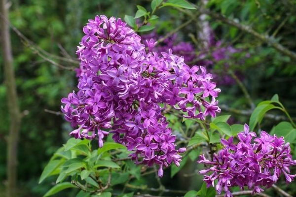 Close-up of vibrant purple lilac flowers in bloom, representing the beauty and importance of following the best planting practices for healthy and thriving lilac bushes.