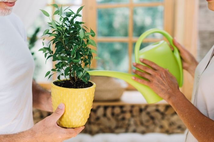 Two people watering a potted plant indoors, illustrating the importance of understanding and applying the best watering techniques for different types of plants.