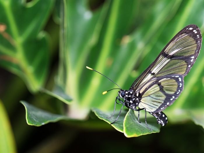Close-up of a butterfly on a green leaf, illustrating the use of biological controls, such as introducing natural predators, to manage aphid infestations in a garden.